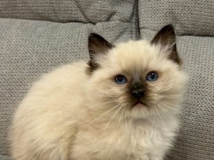 Ragdoll kandúr