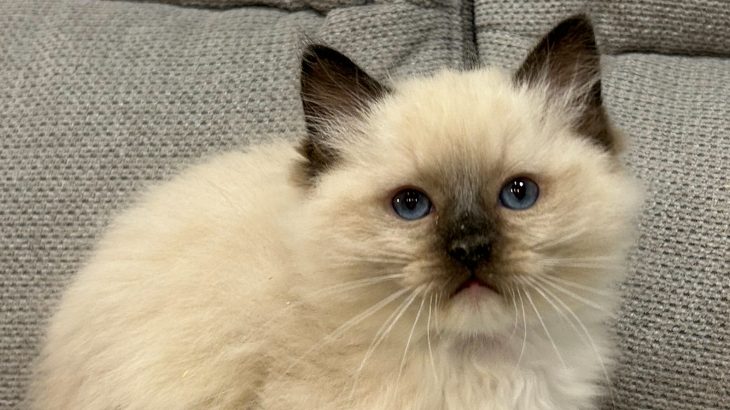 Ragdoll kandúr