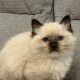 Ragdoll kandúr