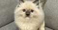 Ragdoll kandúr