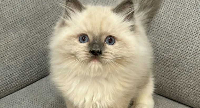 Ragdoll kandúr