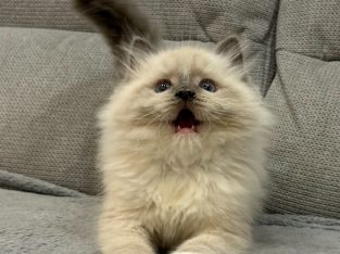 Ragdoll kandúr