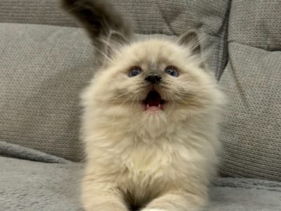 Ragdoll kandúr