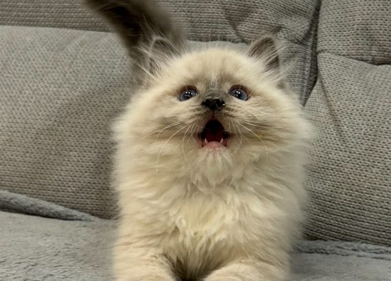 Ragdoll kandúr
