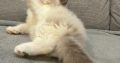 Ragdoll kislany