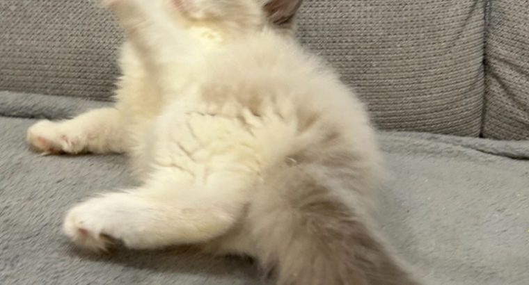 Ragdoll kislany