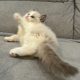 Ragdoll kislany