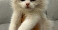 Ragdoll kislany
