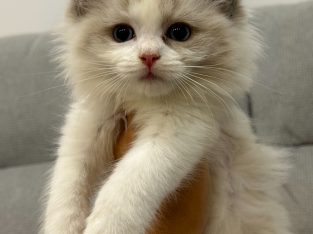 Ragdoll kislany