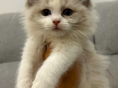 Ragdoll kislany