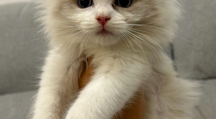 Ragdoll kislany