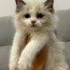 Ragdoll kislany