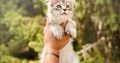 Fancy Meow Fashion Casanova
