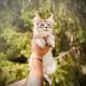 Fancy Meow Fashion Casanova
