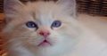 Jack-Daniels 😍💖💖 Ragdoll cica