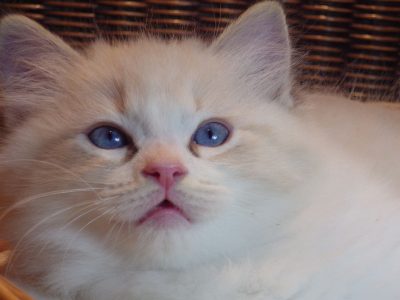 Jack-Daniels 😍💖💖 Ragdoll cica