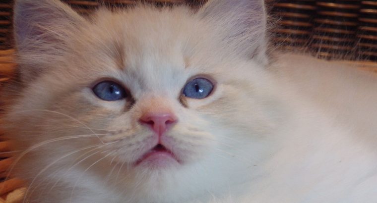 Jack-Daniels 😍💖💖 Ragdoll cica