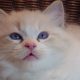 Jack-Daniels 😍💖💖 Ragdoll cica