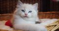Jack-Daniels 😍💖💖 Ragdoll cica