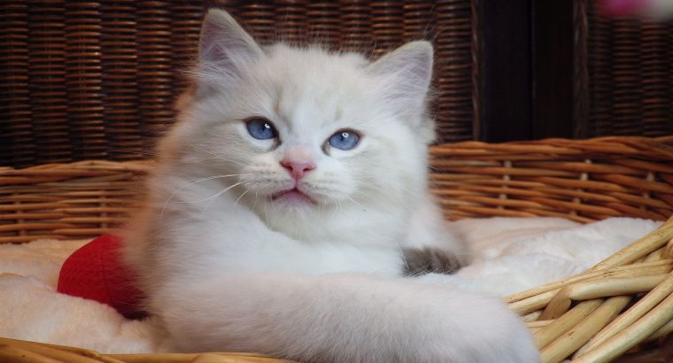 Jack-Daniels 😍💖💖 Ragdoll cica