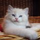 Jack-Daniels 😍💖💖 Ragdoll cica