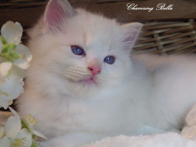 Ragdoll Boy – Kansas
