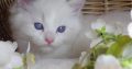 Kansas Ragdoll Boy