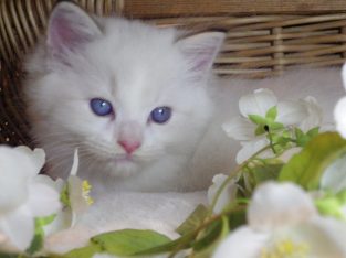 Kansas Ragdoll Boy