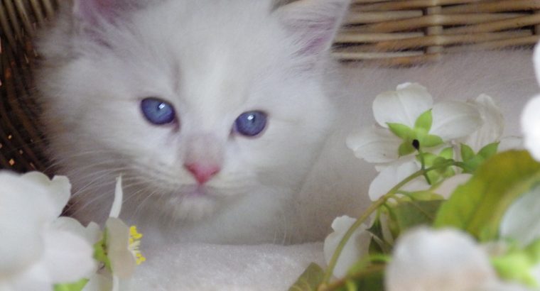 Kansas Ragdoll Boy