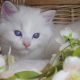 Kansas Ragdoll Boy