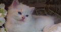 Ragdoll Boy – Kansas