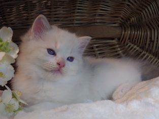 Ragdoll Boy – Kansas