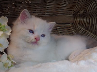 Ragdoll Boy – Kansas