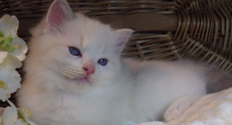 Ragdoll Boy – Kansas