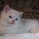 Ragdoll Boy – Kansas