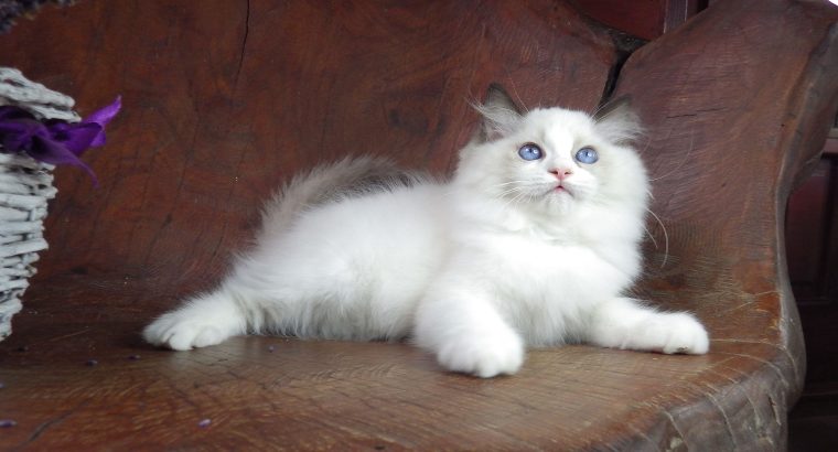Ragdoll Boy – Levis! 💖😍