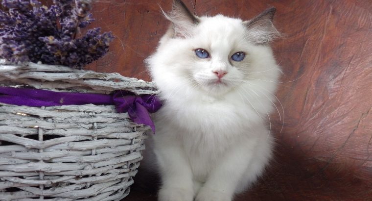 Ragdoll Boy – Levis! 💖😍