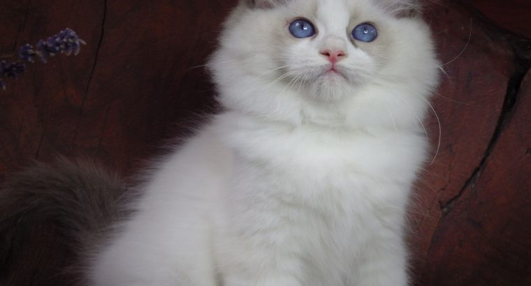 Ragdoll Boy – Levis! 💖😍