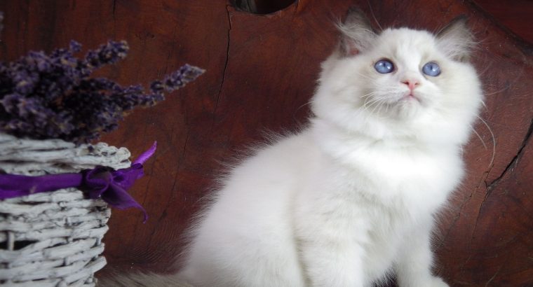 Ragdoll Boy – Levis! 💖😍