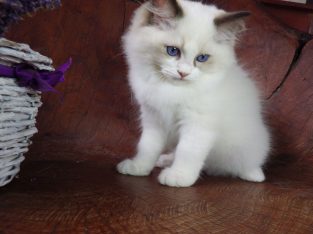Ragdoll Boy – Levis! 💖😍