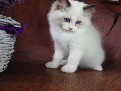 Ragdoll Boy – Levis! 💖😍