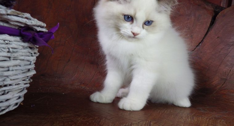 Ragdoll Boy – Levis! 💖😍