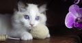Ragdoll cica! Lola Girl!