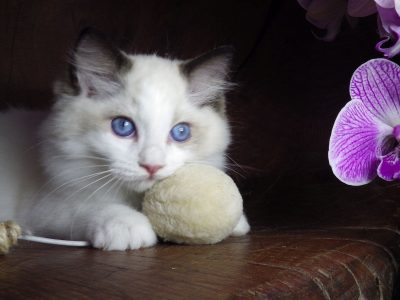 Ragdoll cica! Lola Girl!