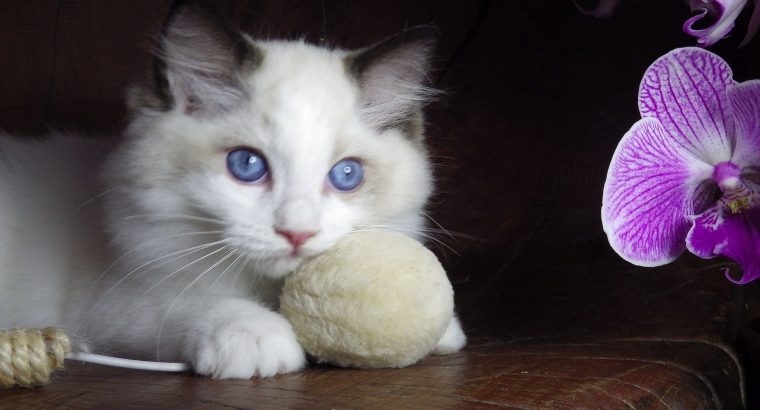 Ragdoll cica! Lola Girl!