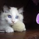 Ragdoll cica! Lola Girl!