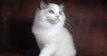 Ragdoll cica! Lola Girl!