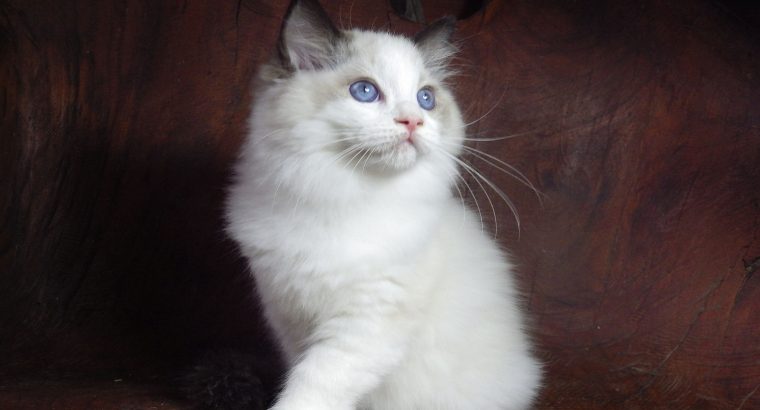 Ragdoll cica! Lola Girl!