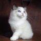Ragdoll cica! Lola Girl!