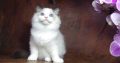 Ragdoll cica! Lola Girl!
